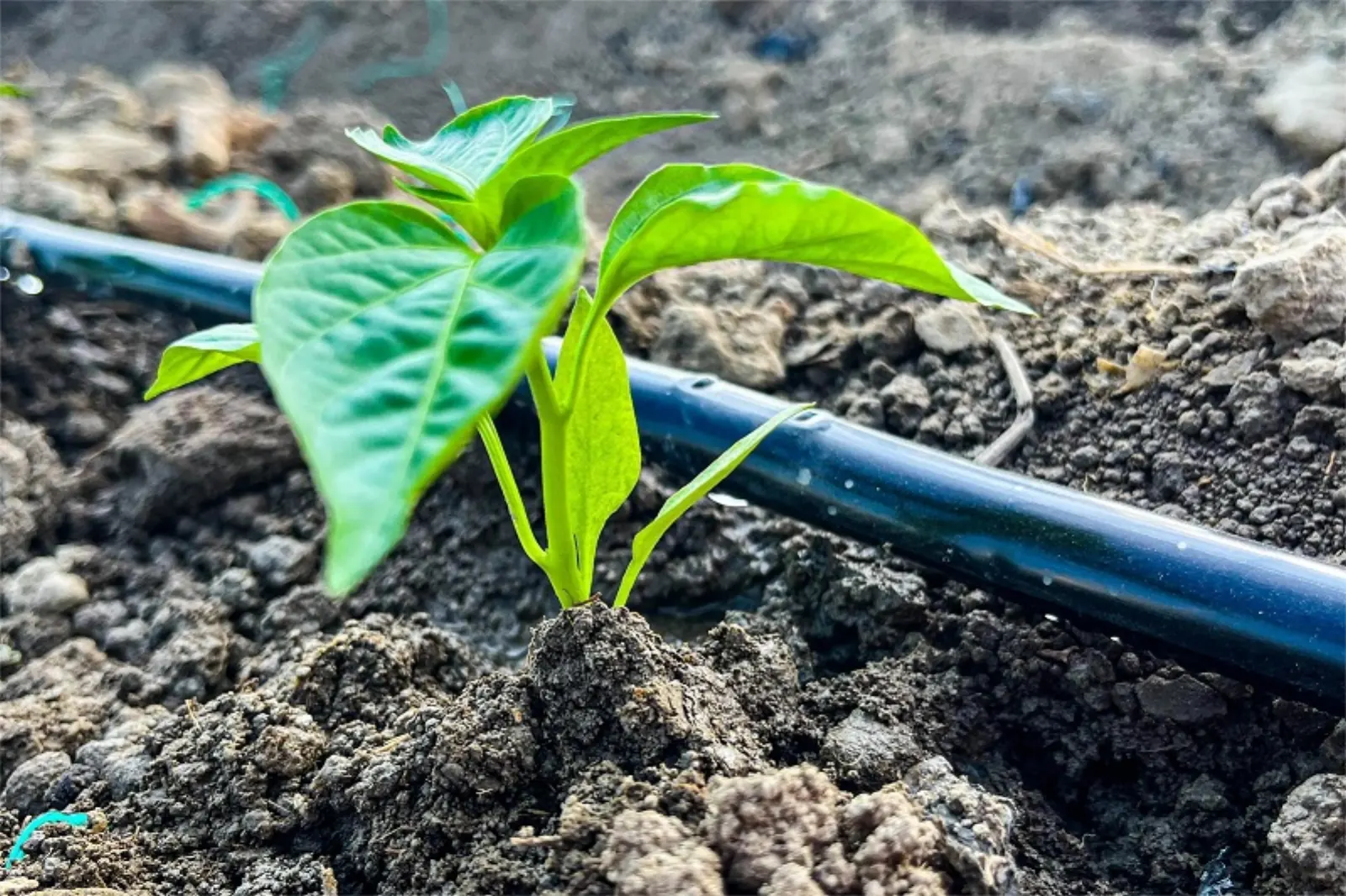 Drip irrigation tape