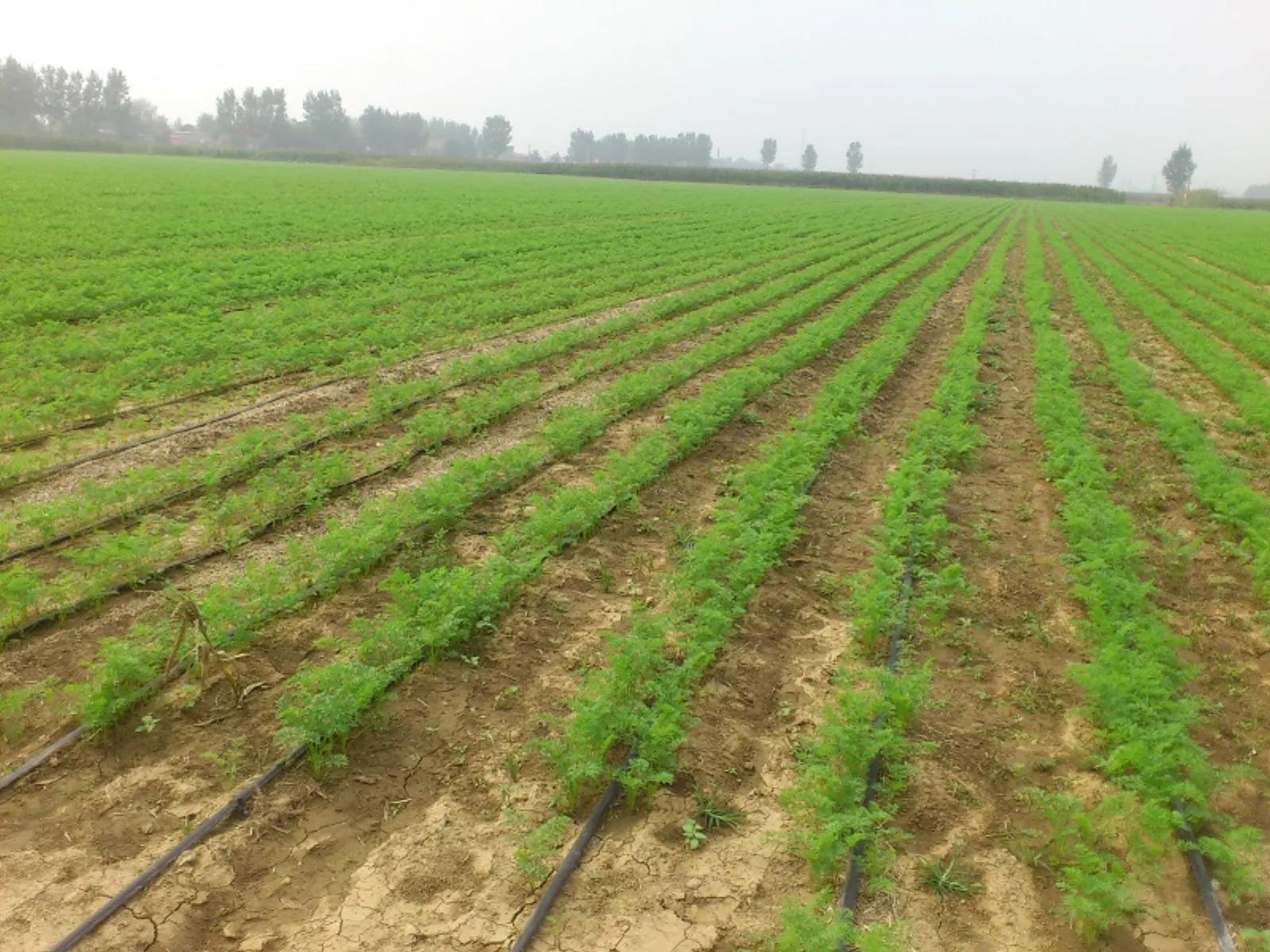 Farmland drip irrigation belt